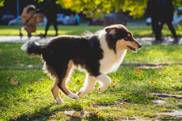 Retrato de bonito áspero collie cão no o parque. — Fotografia de Stock