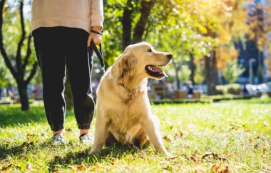 Sahibi parkta golden retriever köpeği oynuyor..