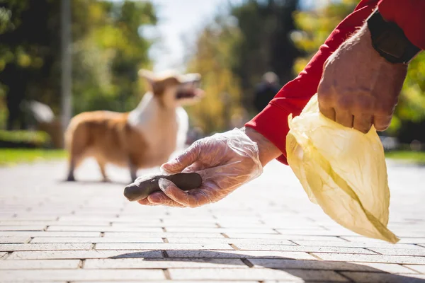 The owner picking up the poops after dog with plastic bag — Stock Photo, Image