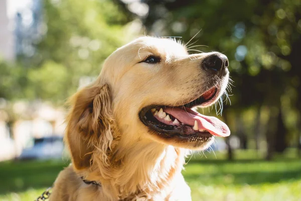 Portret van een schattige golden retriever hond in het park. — Stockfoto