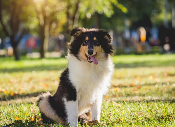 Portret uroczego surowego psa collie w parku. — Zdjęcie stockowe