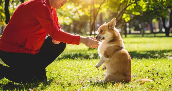 The owner plays the welsh corgi dog in the park. — Stock Photo, Image