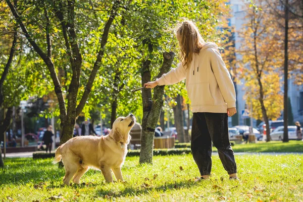 Ägaren spelar golden retriever hund i parken. — Stockfoto