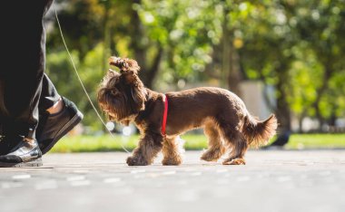 Sahibi Yorkshire teriyer köpeğini parkta gezdirir..