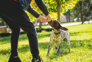 Sahibi parkta Kurzhaar köpeğini eğitiyor..