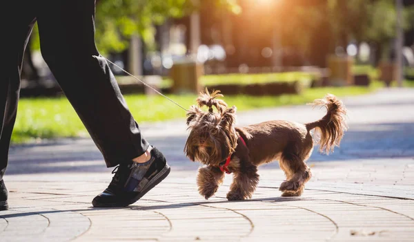 The owner walks the yorkshire terrier dog in the park. — Stock Photo, Image
