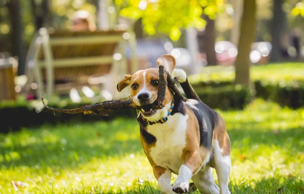 Portret van een beagle dog in het park. — Stockfoto