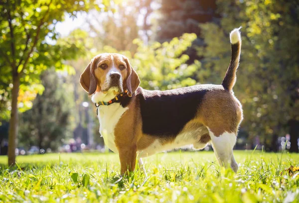 Porträtt av söt beagle hund i parken. — Stockfoto