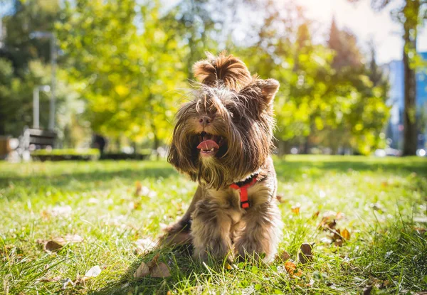 Portrait of cute yorkshire terrier dog at the park. — Stok Foto