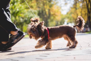 Sahibi Yorkshire teriyer köpeğini parkta gezdirir..