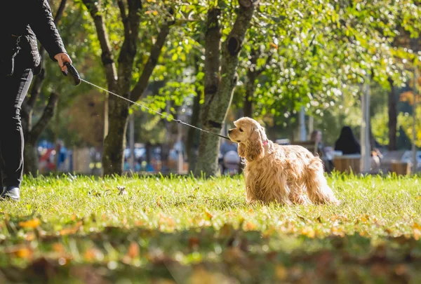 Właściciel wyprowadza amerykańskiego psa cocker spaniel do parku.. — Zdjęcie stockowe