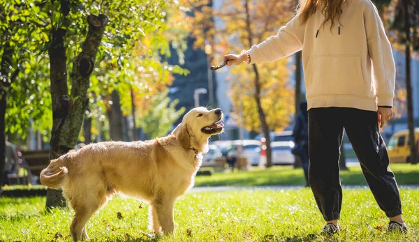 Ο ιδιοκτήτης παίζει το σκυλί golden retriever στο πάρκο. — Φωτογραφία Αρχείου