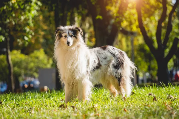Portret van een leuke ruige collie hond in het park. — Stockfoto