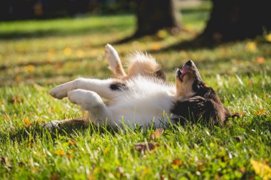 Parktaki şirin kaba çoban köpeğinin portresi..