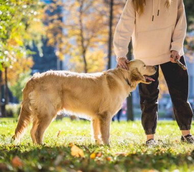 Sahibi parkta golden retriever köpeği oynuyor..