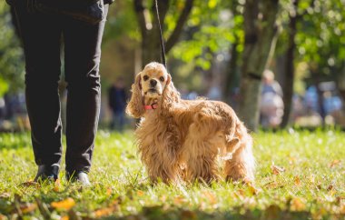 Sahibi, Amerikan cocker spaniel köpeğini parkta gezdirir..