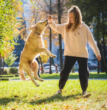 Sahibi parkta golden retriever köpeği oynuyor..