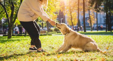 Sahibi parkta golden retriever köpeği oynuyor..