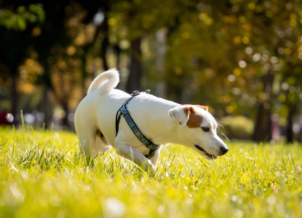 Portrait of cute jack Russell terrier anjing di taman. — Stok Foto