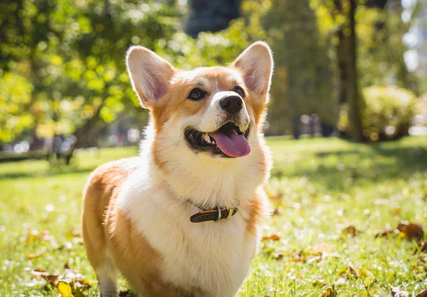 Portret uroczego walijskiego psa corgi w parku. — Zdjęcie stockowe