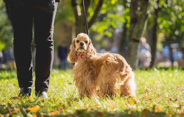 Ο ιδιοκτήτης βγάζει βόλτα τον Αμερικάνο σκύλο κόκερ σπάνιελ στο πάρκο. — Φωτογραφία Αρχείου