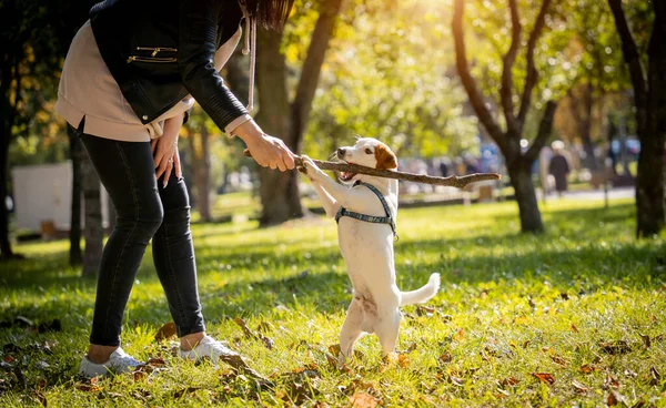 Właściciel trenuje psa terrier jack russell w parku. — Zdjęcie stockowe