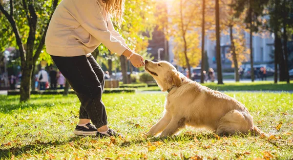 Właściciel gra psa golden retrievera w parku.. — Zdjęcie stockowe