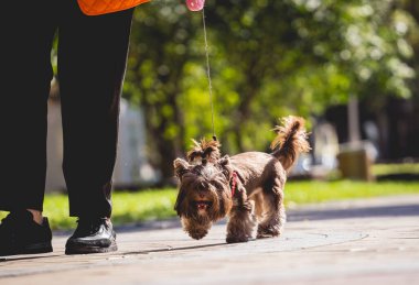 Sahibi Yorkshire teriyer köpeğini parkta gezdirir..