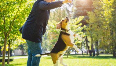 Sahibi parkta av köpeği eğitiyor..