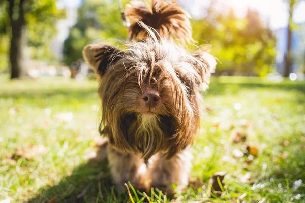Ritratto di cane terrier carino yorkshire al parco. — Foto Stock