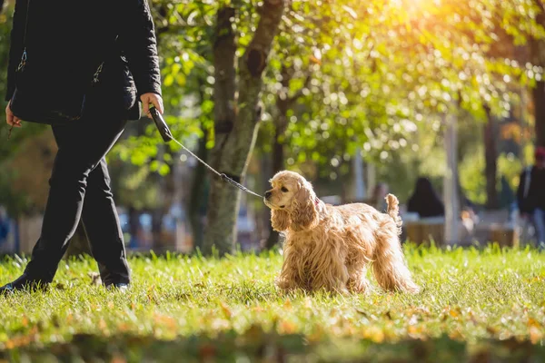 Właściciel wyprowadza amerykańskiego psa cocker spaniel do parku.. — Zdjęcie stockowe