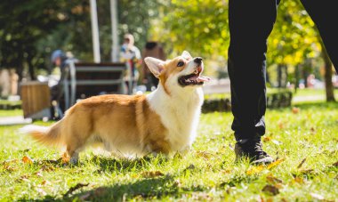 Sahibi parkta Galli Corgi köpeği oynuyor..