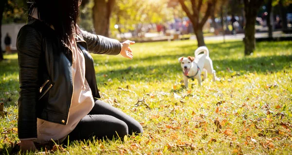 Ägaren tränar Jack Russell terrier hunden i parken. — Stockfoto