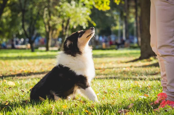 Pemilik melatih anjing collie kasar di taman. — Stok Foto