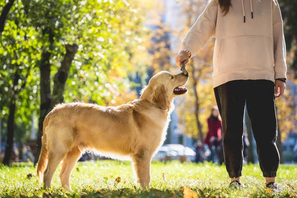 De eigenaar speelt de golden retriever hond in het park. — Stockfoto