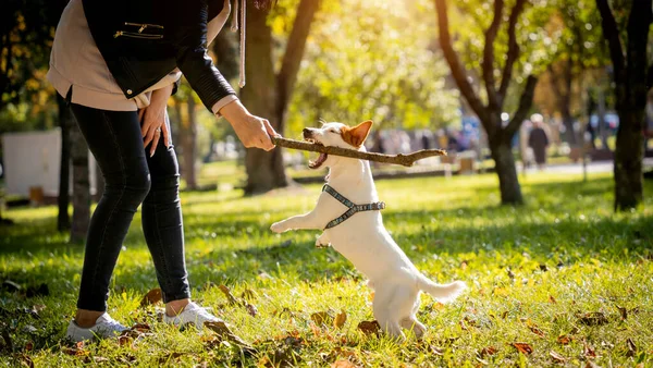 Власник тренує джек-російського тер'єра собаку в парку . — стокове фото