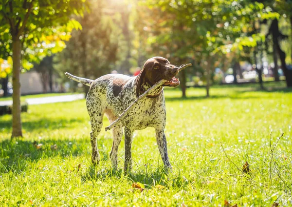 Porträtt av söt kurzhaar hund i parken. — Stockfoto