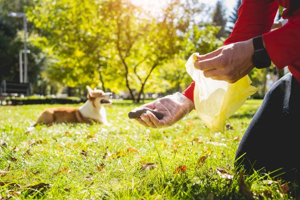 The owner picking up the poops after dog with plastic bag — Stock Photo, Image