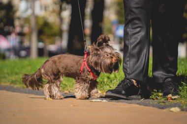 Sahibi Yorkshire teriyer köpeğini parkta gezdirir..