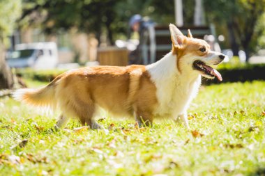 Parktaki şirin Galli Corgi sosislisinin portresi.