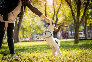 Sahibi parkta Jack Russell Terrier köpeğini eğitiyor..