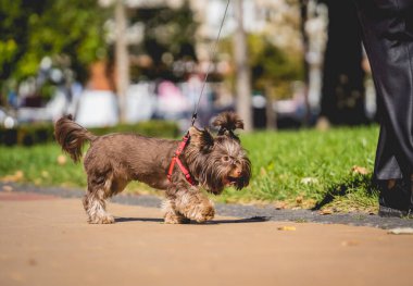 Sahibi Yorkshire teriyer köpeğini parkta gezdirir..