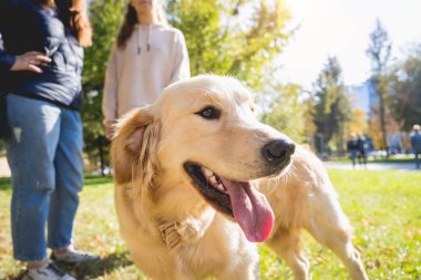 Sahibi parkta golden retriever köpeği oynuyor..