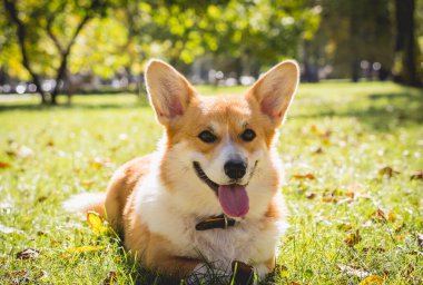 Parktaki şirin Galli Corgi sosislisinin portresi.