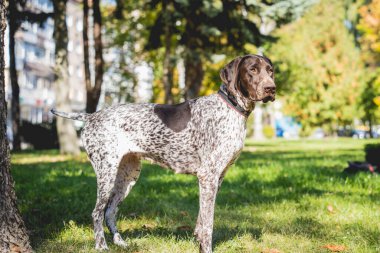 Parktaki şirin Kurzhaar köpeğinin portresi..
