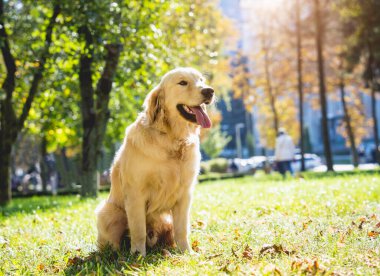 Parktaki sevimli Golden Retriever köpeğinin portresi.