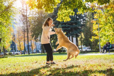 Sahibi parkta golden retriever köpeği oynuyor..
