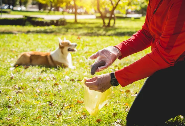 The owner picking up the poops after dog with plastic bag — Stock Photo, Image