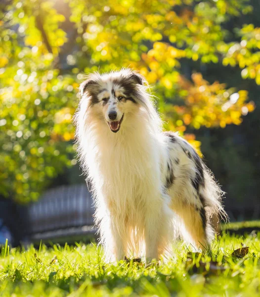 Retrato de bonito áspero collie cão no o parque. — Fotografia de Stock