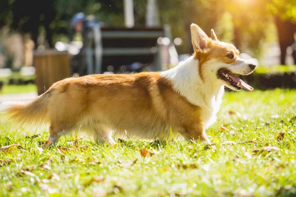 Porträtt av söt walesisk corgi hund i parken. — Stockfoto